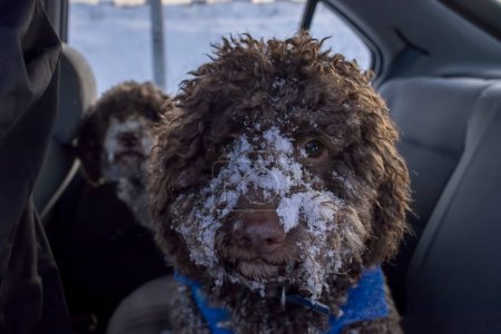 dogs covered in snow standing in car back seat