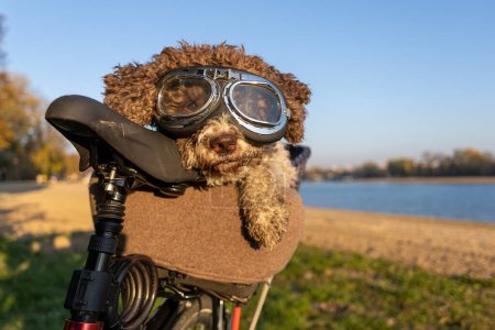 Photo for Dog with goggles in bicycle transport basket - Royalty Free Image