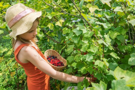 Photo for Little girl picking red currant berries in a summer garden - Royalty Free Image