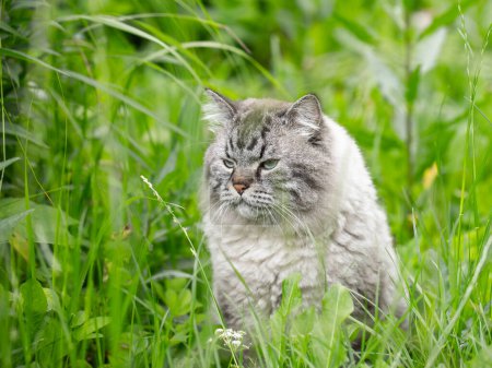 Photo for Neva Masquerade Siberian domestic cat sitting in grass outdoors - Royalty Free Image