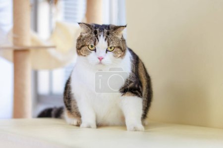 Photo for Portrait studio closeup shot curious cute fat little white tabby gray short hair purebred  kitten pussycat pet companion sitting relaxing resting alone looking at camera on blurred background. - Royalty Free Image