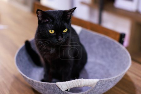 Photo for Closeup shot of mature loafing pure black kitten shorthair pet cat with yellow eyes laying lying down hiding in bed on wooden dining table indoor in dining room at home - Royalty Free Image