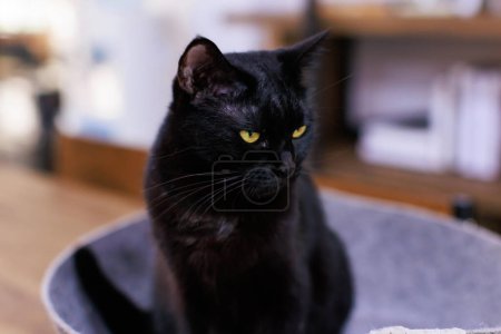 Photo for Closeup shot of mature loafing pure black kitten shorthair pet cat with yellow eyes laying lying down hiding in bed on wooden dining table indoor in dining room at home - Royalty Free Image