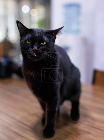 Photo for Portrait close up full body shot of small black kitten cat with yellow eyes sitting posing look at camera on wooden table - Royalty Free Image