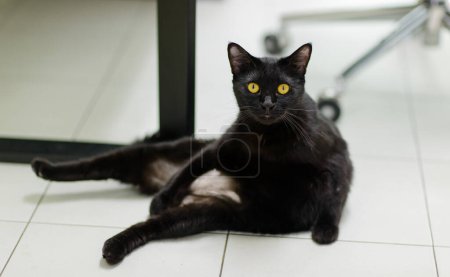 Photo for Portrait closeup full body shot mature purebred loafing pure black kitten feline short hair pet cat with yellow eyes sitting posing look at camera watching lying laying down on tile floor inside home. - Royalty Free Image