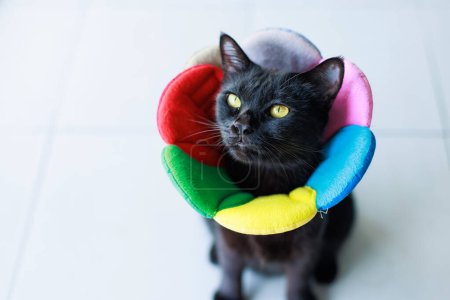 Photo for Portrait closeup full body shot of small black kitten cat with yellow eyes sitting posing look at camera on tile floor wearing colorful fashionable flower collar - Royalty Free Image