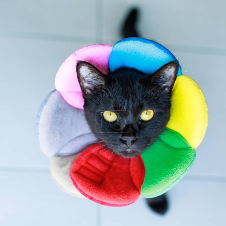 Photo for Portrait closeup full body shot of small black kitten cat with yellow eyes sitting posing look at camera on tile floor wearing colorful fashionable flower collar. - Royalty Free Image