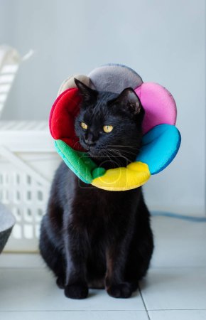 Photo for Portrait closeup full body shot of small black kitten cat with yellow eyes sitting posing look at camera on tile floor in front of white basket wearing colorful fashionable flower collar - Royalty Free Image