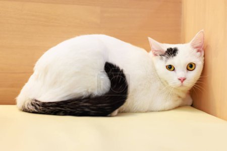 Foto de Retrato primer plano cuerpo completo tiro maduro pequeño doméstico blanco tabby gatito taquigrafía felino mascota gato con amarillo ojos acostado en acogedor sofá sofá viendo mirando a cámara. - Imagen libre de derechos