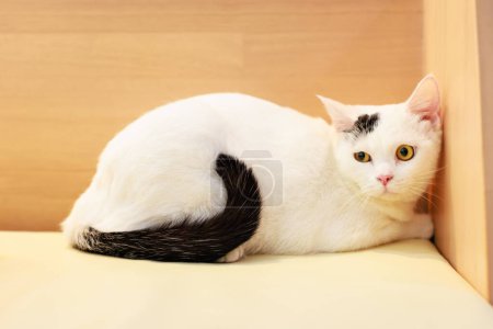 Foto de Retrato primer plano cuerpo completo tiro maduro pequeño doméstico blanco tabby gatito taquigrafía felino mascota gato con amarillo ojos acostado en acogedor sofá sofá viendo mirando a cámara. - Imagen libre de derechos