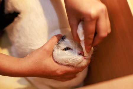 Foto de Primer plano de manos propietarias irreconocibles sosteniendo el uso de papel de seda limpiando la cara de limpieza de gato gato gato gato gato gato gato gato gato gato gato gato gato gato gato gato gato. - Imagen libre de derechos