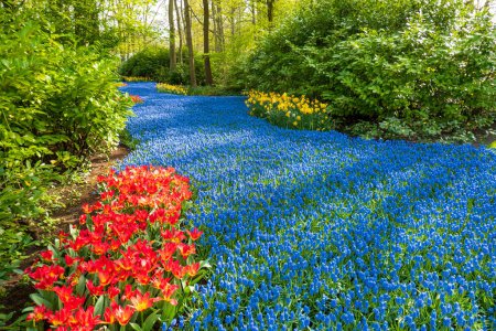 Téléchargez les photos : Une rivière bleue de raisins bleus serpente à travers les arbustes, entrecoupés de tulipes et de jonquilles, dans un parc de Lisse - en image libre de droit