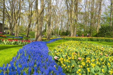 Téléchargez les photos : Un champ allongé de fleurs de Muscari serpente devant les arbres, l'eau, les jonquilles et les tulipes dans un parc à Lisse, Pays-Bas - en image libre de droit