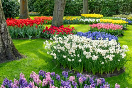 Foto de Un espectáculo con muchos tipos de bulbos de flores fragantes y de colores en un parque en Lisse, Países Bajos - Imagen libre de derechos