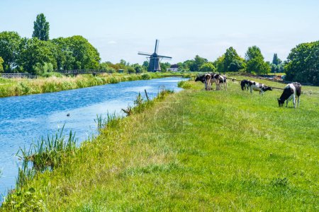 Foto de It can't get much more Dutch (windmill, cows, water, dikes, grassland, strong wind and blue skies) - Imagen libre de derechos