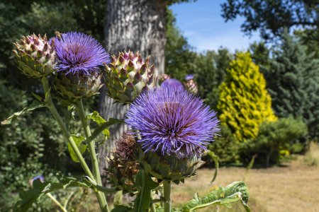 Téléchargez les photos : The beautiful violet colored flowers of the cardoon (Cynara cardunculus) stand out nicely against the yellow conifer in the background in an arboretum in Rotterdam, the Netherlands - en image libre de droit