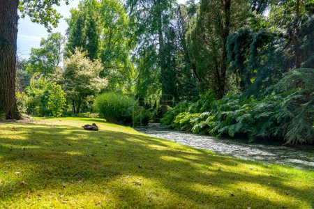 Photo for A duck has found a shady spot on this lawn along a ditch in this arboretum in Rotterdam, the Netherlands - Royalty Free Image