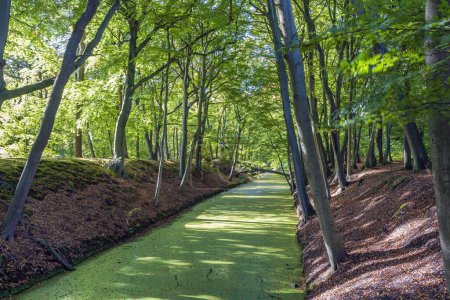 Téléchargez les photos : Un canal plein d'asclépiade dans le parc Clingendael à La Haye - en image libre de droit