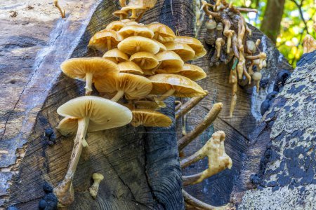 Téléchargez les photos : Ce tronc d'arbre contient à la fois des champignons frais et flétris de la porcelaine (Oudemansiella mucida) dans le parc Clingendael à La Haye - en image libre de droit