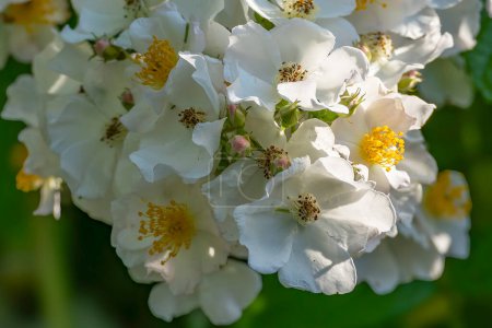 Téléchargez les photos : Détails des fleurs blanches immaculées avec de nombreuses étamines de la rose Multiflora dans le Prielenbos à Zoetermeer - en image libre de droit