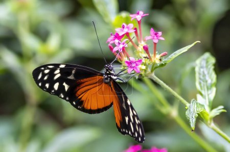 Details of a Heliconius hecale (Philaethria hecale) with beautiful orange wings in a butterfly garden in Leidschendam