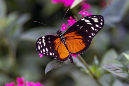 A Heliconius hecale (Philaethria hecale) with beautiful orange wings drinks the nectar from small flowers in a butterfly garden in Leidschendam
