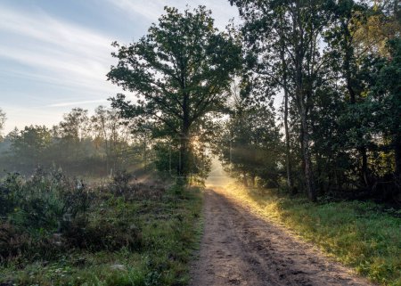 The early morning sun shines through the trees and over the heathland of the Sprieldersbos, Netherlands