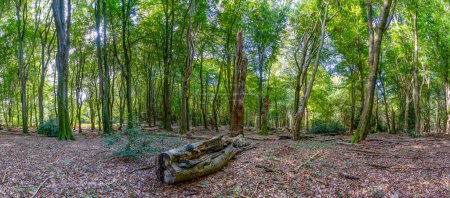 Panoramic photo of the beautiful Speulderbos with the dancing trees near Putten