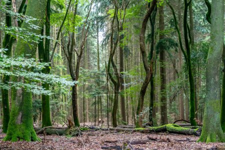 Téléchargez les photos : Arbres mousses et sinueux dans la forêt avec les arbres dansants, les Speuldersbos près de Putten, Pays-Bas - en image libre de droit