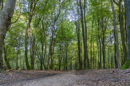 During late summer the deciduous trees already shed some of their leaves on this path through the beautiful Speuldersbos near Putten, Netherlands