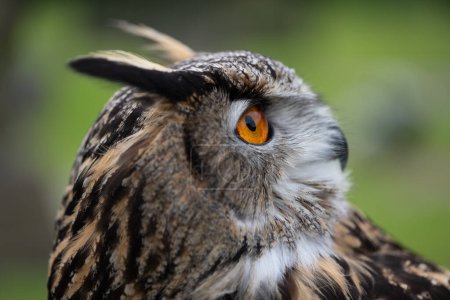A portrait of an Eurasian Eagle Owl staring at something out of the photograph