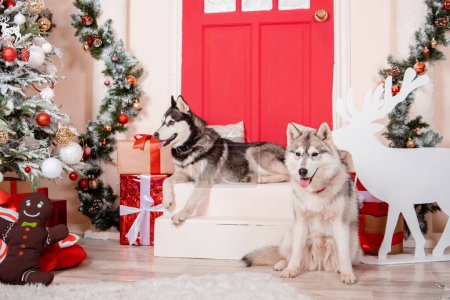 Foto de Dos perros husky están sentados en el estudio cerca del árbol de Navidad y decoraciones de Año Nuevo. - Imagen libre de derechos