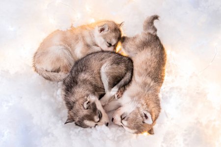 Photo for Small one and a half month old husky puppies lie on white fluff with luminous garlands. - Royalty Free Image