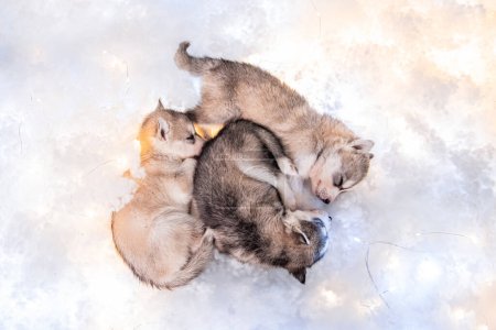 Photo for Small one and a half month old husky puppies lie on white fluff with luminous garlands. - Royalty Free Image