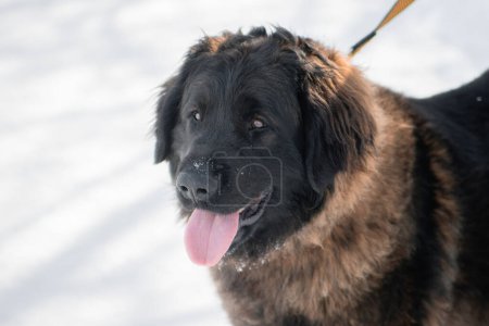 Portrait of a purebred dog breed Leonberger on the background of a winter park.