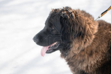 Portrait of a purebred dog breed Leonberger on the background of a winter park.