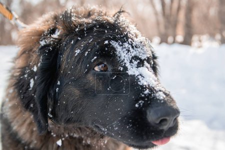Retrato de una raza de perros de raza pura Leonberger en el fondo de un parque de invierno.