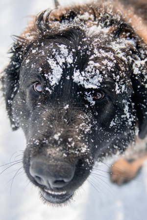 Porträt einer reinrassigen Leonberger Hunderasse vor dem Hintergrund eines Winterparks.