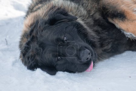 Porträt eines reinrassigen Leonberger Hundes, der im Schnee im Winterpark liegt.