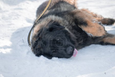 Portrait of a purebred Leonberger dog lying on the snow in a winter park.