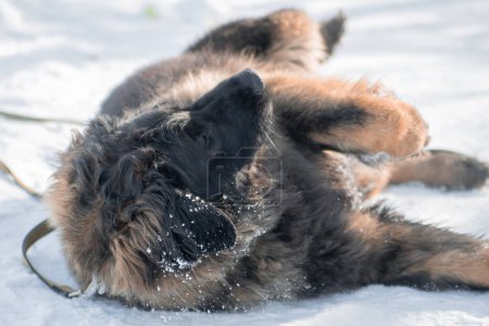 Portrait of a purebred Leonberger dog lying on the snow in a winter park.