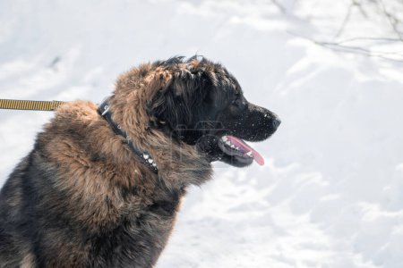 Porträt eines reinrassigen Leonberger Hundes vor der Kulisse eines Winterparks.