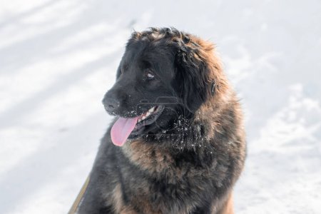Porträt eines reinrassigen Leonberger Hundes vor der Kulisse eines Winterparks.