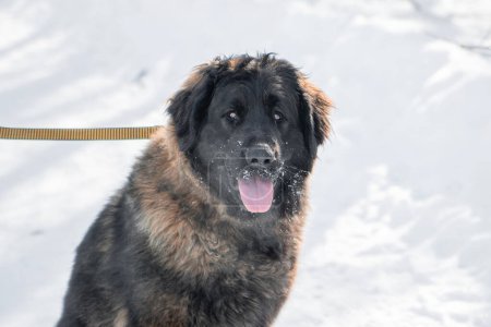 Portrait of a purebred Leonberger dog sitting against the backdrop of a winter park.