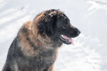Portrait of a purebred Leonberger dog sitting against the backdrop of a winter park.