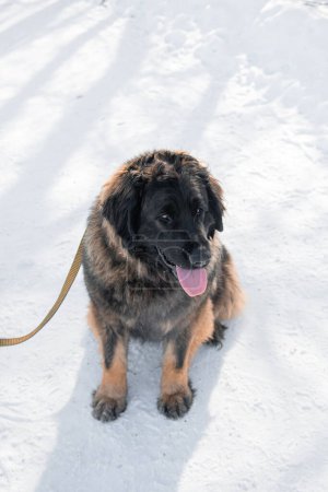 Full length portrait of a purebred Leonberger dog sitting against the backdrop of a winter park.