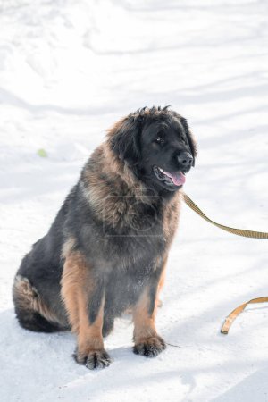 Full length portrait of a purebred Leonberger dog sitting against the backdrop of a winter park.