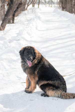 Ganzkörperporträt eines reinrassigen Leonberger Hundes vor der Kulisse eines Winterparks.