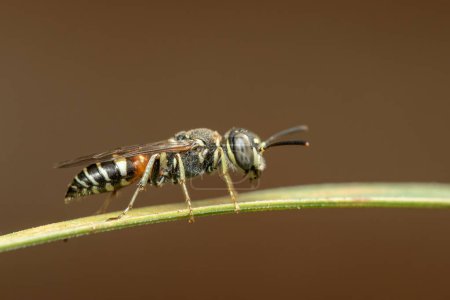 Téléchargez les photos : Image of little bee or dwarf bee(Apis florea) on the green leaf on a natural background. Insect. Animal. - en image libre de droit