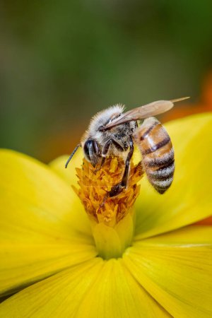 Photo for Image of bee or honeybee on yellow flower collects nectar. Golden honeybee on flower pollen. Insect. Animal - Royalty Free Image